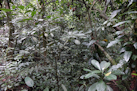 Bergnebelwald im Azul Meambar Nationalpark