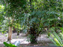 Im Barefoot at Havelock Resort