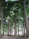 Waldspaziergang