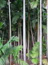 Waldspaziergang