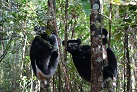 Indri-Lemuren