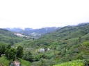Die Cameron Highlands
