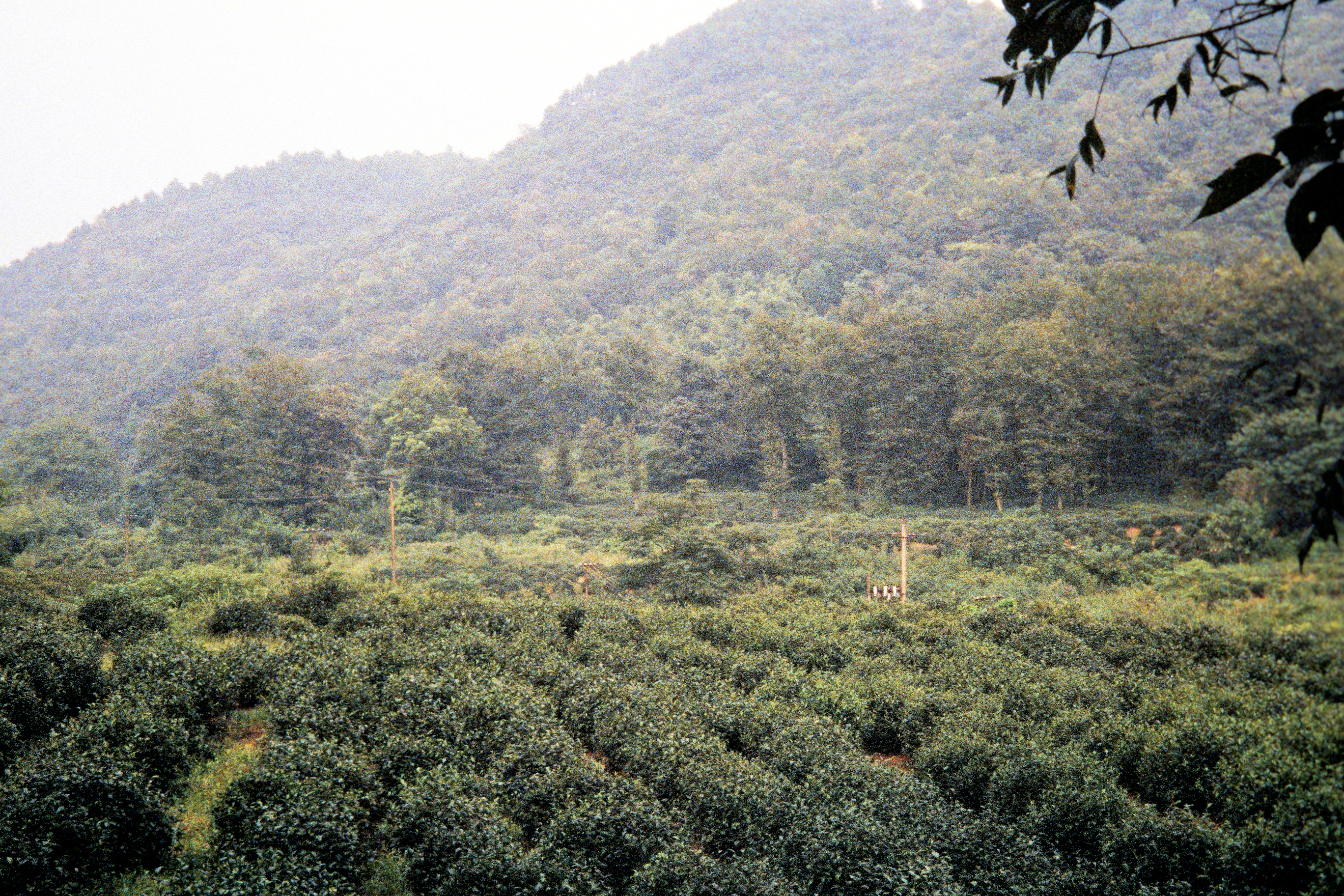 Hier wächst der berühmte Longjing–Tee