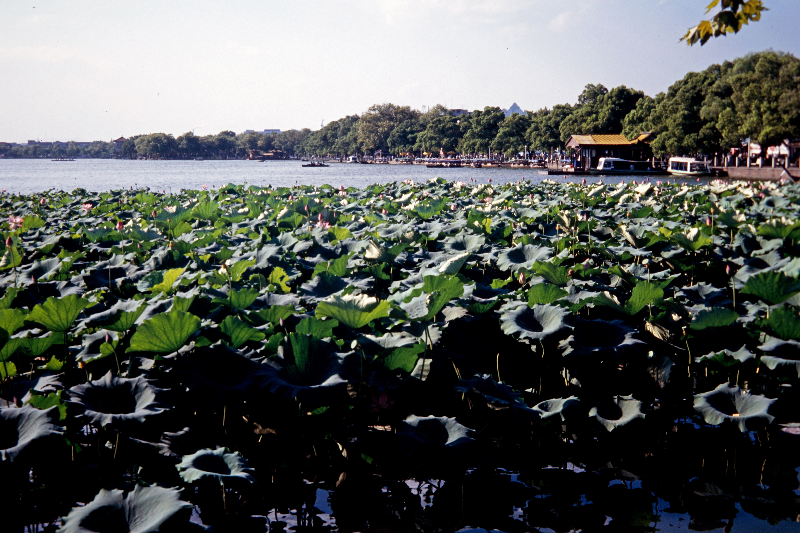 Am Westsee