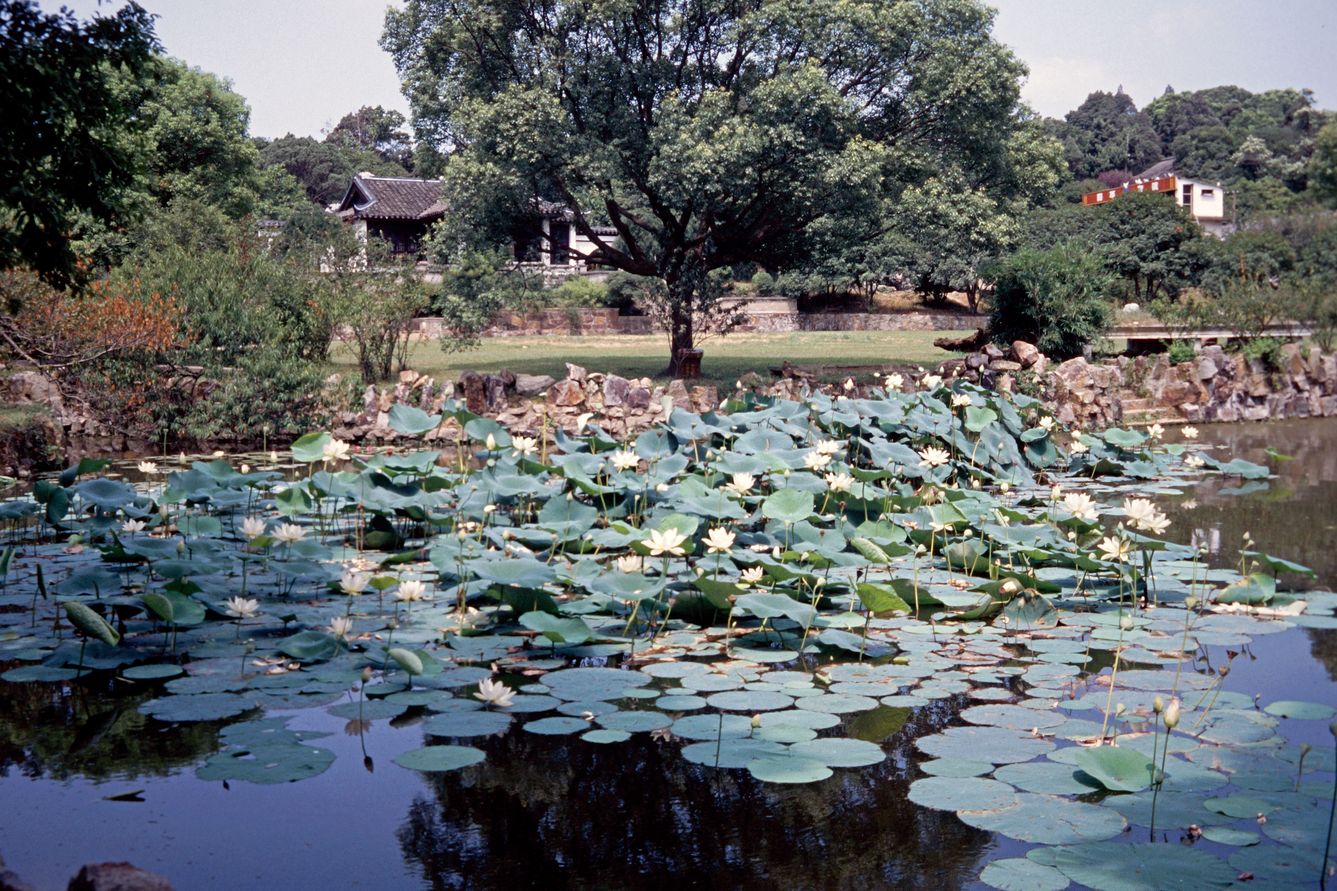 Mei Yuan (Pflaumengarten)