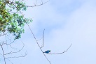 Vogelwelt am Amazonas