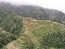 Reisterrassen bei Banaue