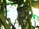 Tarsier