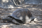 Seychellen–Riesenschildkröte