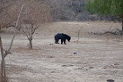 Lippenbär im Yala-Nationalpark