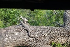 Leguan im Yala-Nationalpark